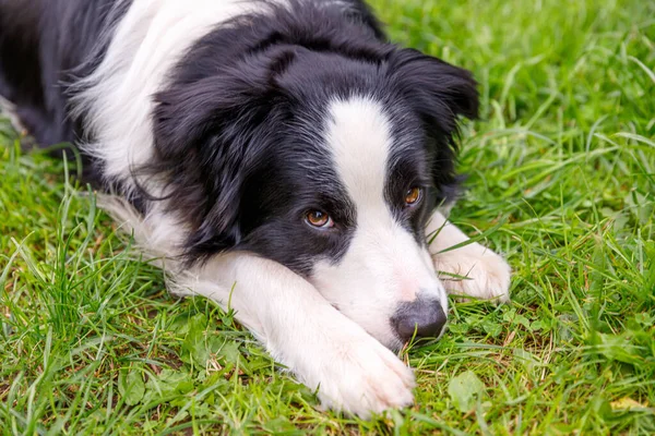 Outdoor Portrait Cute Smiling Puppy Border Collie Lying Grass Park — Stock Photo, Image