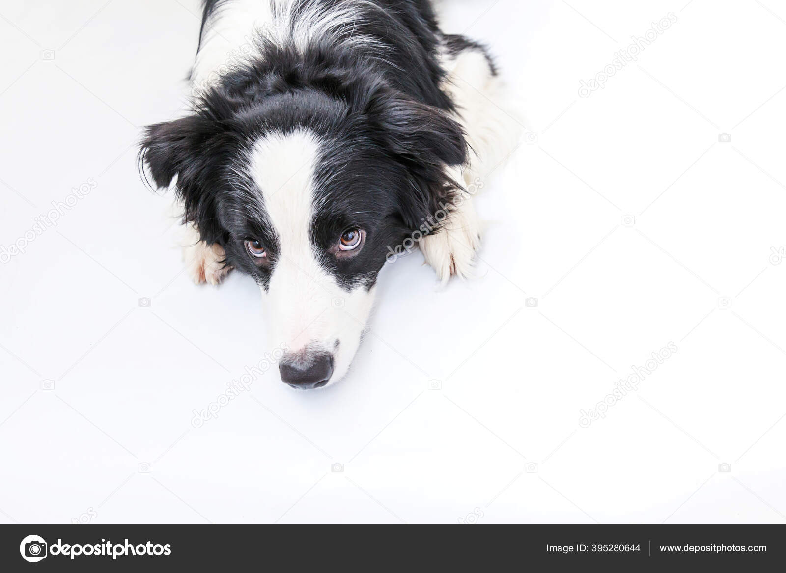 Funny studio portrait of cute smiling puppy dog border collie