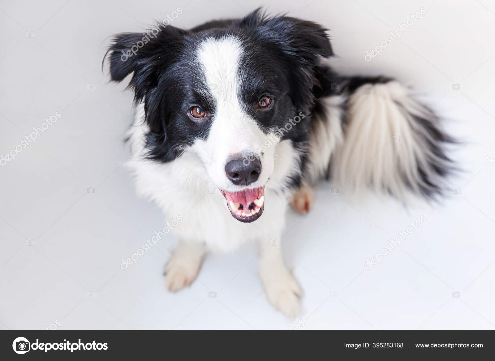 Funny studio portrait of cute smiling puppy dog border collie