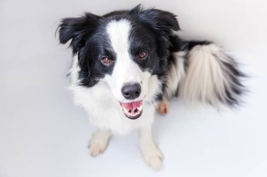 Beyaz arka planda izole edilmiş şirin gülümseyen köpek yavrusu Collie 'nin komik stüdyo portresi. Ailenin yeni sevimli üyesi küçük köpek gözlerini dikip ödül bekliyor. Komik hayvan hayvan yaşam konsepti