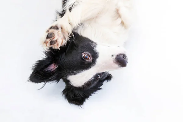 白い背景に隔離されたかわいい笑顔の子犬の犬の国境のコロニーの面白いスタジオの肖像画 家族の小さな犬の新しい素敵なメンバーは 報酬を見て待っています 面白いペット動物のライフコンセプト — ストック写真