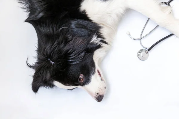 Puppy Σκυλί Σύνορα Κόλλεϊ Και Στηθοσκόπιο Απομονώνονται Λευκό Φόντο Ένα — Φωτογραφία Αρχείου