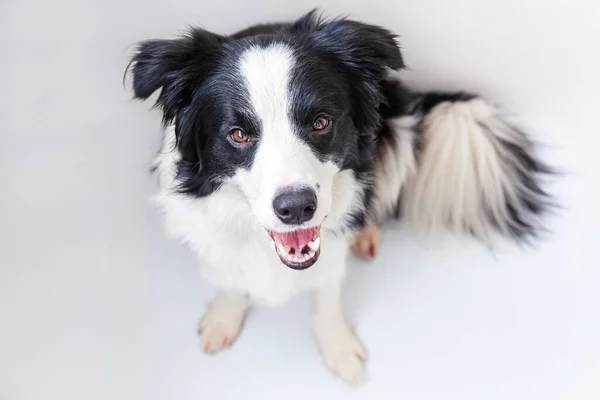 白い背景に隔離されたかわいい笑顔の子犬の犬の国境のコロニーの面白いスタジオの肖像画 家族の小さな犬の新しい素敵なメンバーは 報酬を見て待っています 面白いペット動物のライフコンセプト — ストック写真