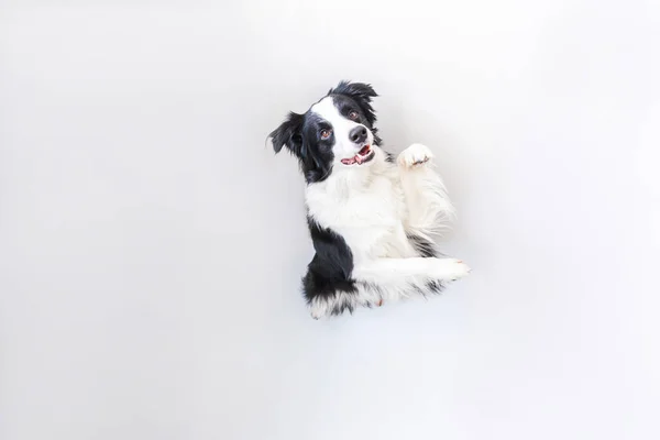 白い背景に隔離されたかわいい笑顔の子犬の犬の国境のコロニーの面白いスタジオの肖像画 家族の小さな犬の新しい素敵なメンバーは 報酬を見て待っています 面白いペット動物のライフコンセプト — ストック写真