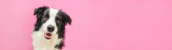 Divertido Retrato Estudio Lindo Perro Sonriente Frontera Collie Aislado Sobre — Foto de Stock