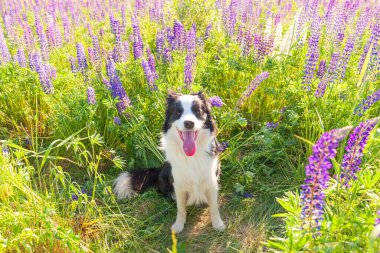 Açık havada gülümseyen köpek yavrusunun portresi otların üzerinde oturan çoban köpeği, menekşe çiçeği arka planı. Açık havada güneşli bir yaz gününde komik suratlı küçük bir köpek. Hayvan bakımı ve komik hayvan yaşam konsepti