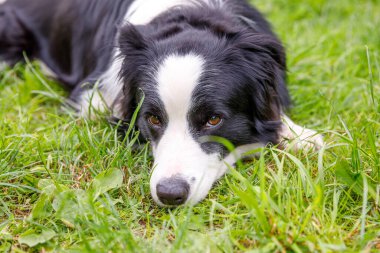 Açık havada gülümseyen köpek yavrusunun portresi otların üzerine uzanmış, park arka planında. Açık havada güneşli bir yaz gününde komik suratlı küçük bir köpek. Hayvan bakımı ve komik hayvan yaşam konsepti