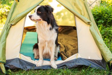 Kamp çadırında oturan sevimli köpek yavrusu sınır köpeği Collie 'nin açık hava portresi. Hayvan gezisi, köpek eşiyle macera. Gardiyan ve kamp koruması. Seyahat konsepti