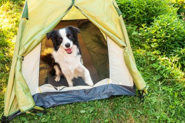 Kamp çadırında oturan sevimli köpek yavrusu sınır köpeği Collie 'nin açık hava portresi. Hayvan gezisi, köpek eşiyle macera. Gardiyan ve kamp koruması. Seyahat konsepti