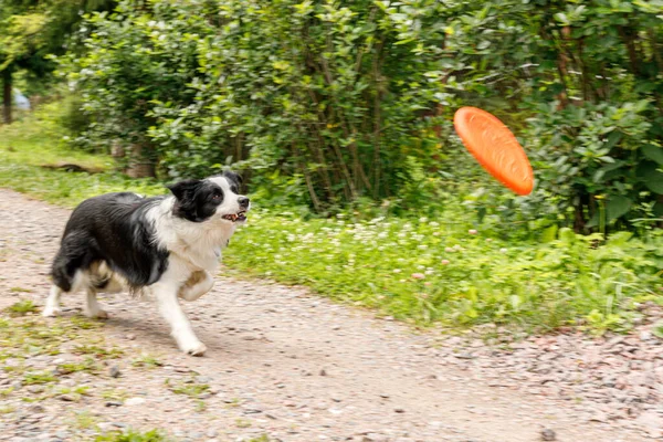 Retrato Aire Libre Lindo Perro Divertido Frontera Collie Captura Frisbee — Foto de Stock
