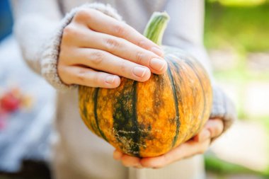 Yakın çekim, sonbahar manzaralı kadın elleri sarı balkabağı tutuyor. İlham verici doğa Ekim ya da Eylül duvar kağıdı. Mevsimlerin değişmesi, olgun organik gıda konsepti. Cadılar Bayramı partisi Şükran Günü