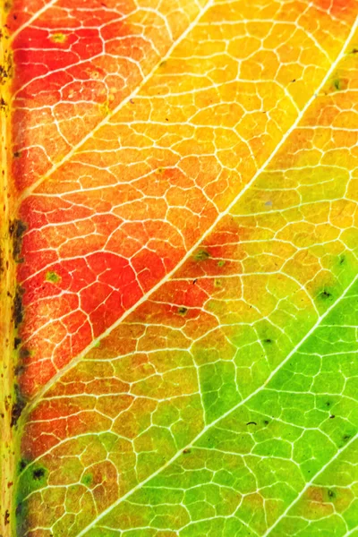 Closeup Outono Queda Extrema Macro Textura Vista Vermelho Laranja Verde — Fotografia de Stock