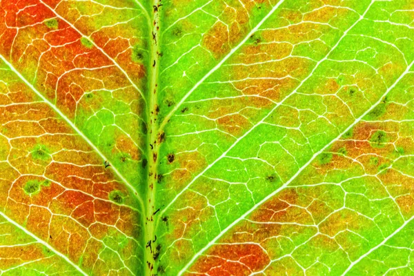 Closeup Autumn Fall Extreme Macro Texture View Red Orange Green — Stock Photo, Image