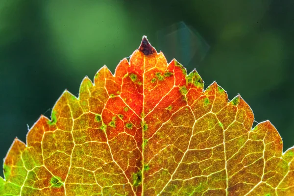 Closeup Natural Autumn Fall Macro View Red Orange Leaf Glow — Stock Photo, Image
