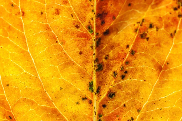 Крупным Планом Осенью Осенью Экстремально Макро Текстура Вид Красно Оранжево — стоковое фото