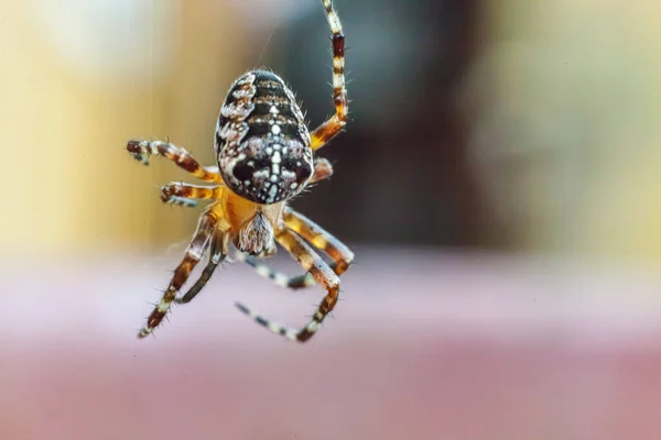 Arachnofobia Boi Się Koncepcji Ugryzienia Pająka Makro Zbliżyć Pająka Pajęczynę — Zdjęcie stockowe