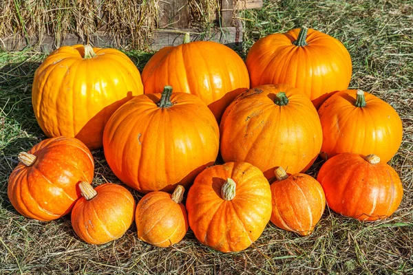 Natuurlijke Herfst Uitzicht Pompoen Eco Boerderij Achtergrond Inspirerende Oktober September — Stockfoto