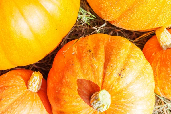 Natuurlijke Herfst Uitzicht Pompoen Eco Boerderij Achtergrond Inspirerende Oktober September — Stockfoto