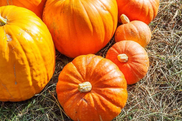 Natuurlijke Herfst Uitzicht Pompoen Eco Boerderij Achtergrond Inspirerende Oktober September — Stockfoto