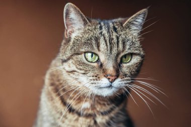 Kibirli, kısa saçlı, evde dinlenen tekir kedilerin komik portresi. Küçük kedi yavrusu, ailenin sevimli bir üyesi evde oynuyor. Hayvan bakımı ve hayvan sağlığı konsepti