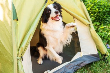 Kamp çadırında oturan sevimli köpek yavrusu sınır köpeği Collie 'nin açık hava portresi. Hayvan gezisi, köpek eşiyle macera. Gardiyan ve kamp koruması. Seyahat konsepti