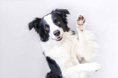 Beyaz arka planda izole edilmiş şirin gülümseyen köpek yavrusu Collie 'nin komik stüdyo portresi. Ailenin yeni sevimli üyesi küçük köpek gözlerini dikip ödül bekliyor. Komik hayvan hayvan yaşam konsepti
