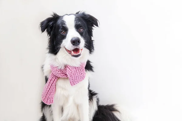 白い背景に隔離された首の周り暖かい服のスカーフを身に着けてかわいい笑顔子犬犬の国境のコリーの面白いスタジオの肖像画 冬または秋の肖像画の新しい美しいメンバーの家族の小さな犬 — ストック写真