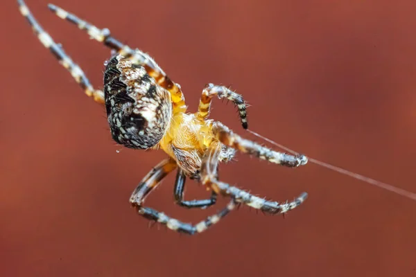 Арахнофобия страх перед концепцией укуса паука. Макро закрывает паука на паутине на размытом коричневом фоне. Жизнь насекомых. Ужасно страшное пугающее знамя на Хэллоуин. — стоковое фото