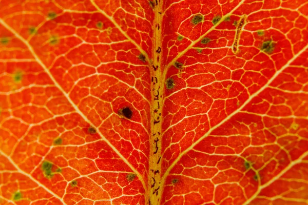 Closeup autumn fall extreme macro texture view of red orange wood sheet tree leaf. Inspirational nature october or september wallpaper background. Change of seasons concept. Close up selective focus — Stock Photo, Image