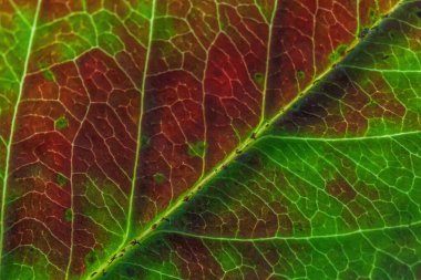 Yakın sonbahar sonbaharı, arka planda kırmızı turuncu yeşil ağaç yaprağı parıltısının makro desen görüntüsü. İlham verici doğa Ekim ya da Eylül duvar kağıdı. Mevsimlerin değişimi konsepti.