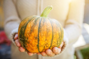 Yakın çekim, sonbahar manzaralı kadın elleri sarı balkabağı tutuyor. İlham verici doğa Ekim ya da Eylül duvar kağıdı. Mevsimlerin değişmesi, olgun organik gıda konsepti. Cadılar Bayramı partisi Şükran Günü