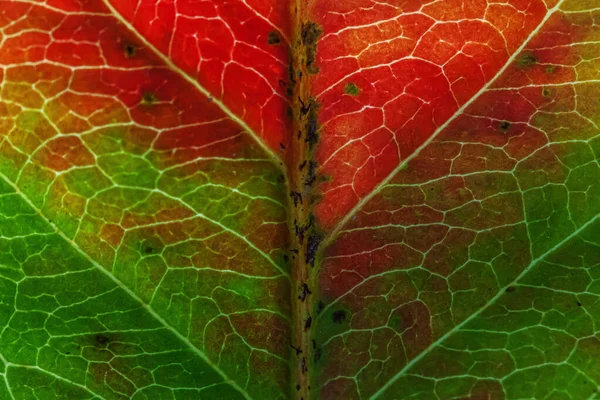 Closeup autumn fall extreme macro texture view of red orange green wood sheet tree leaf glow in sun background. Inspirational nature october or september wallpaper. Change of seasons concept. — Stock Photo, Image