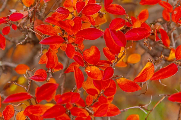 在花园或公园的背景模糊的背景下，自然秋天的红橙叶景是景色宜人的。具有启发性的10月或9月壁纸。季节变换概念 — 图库照片