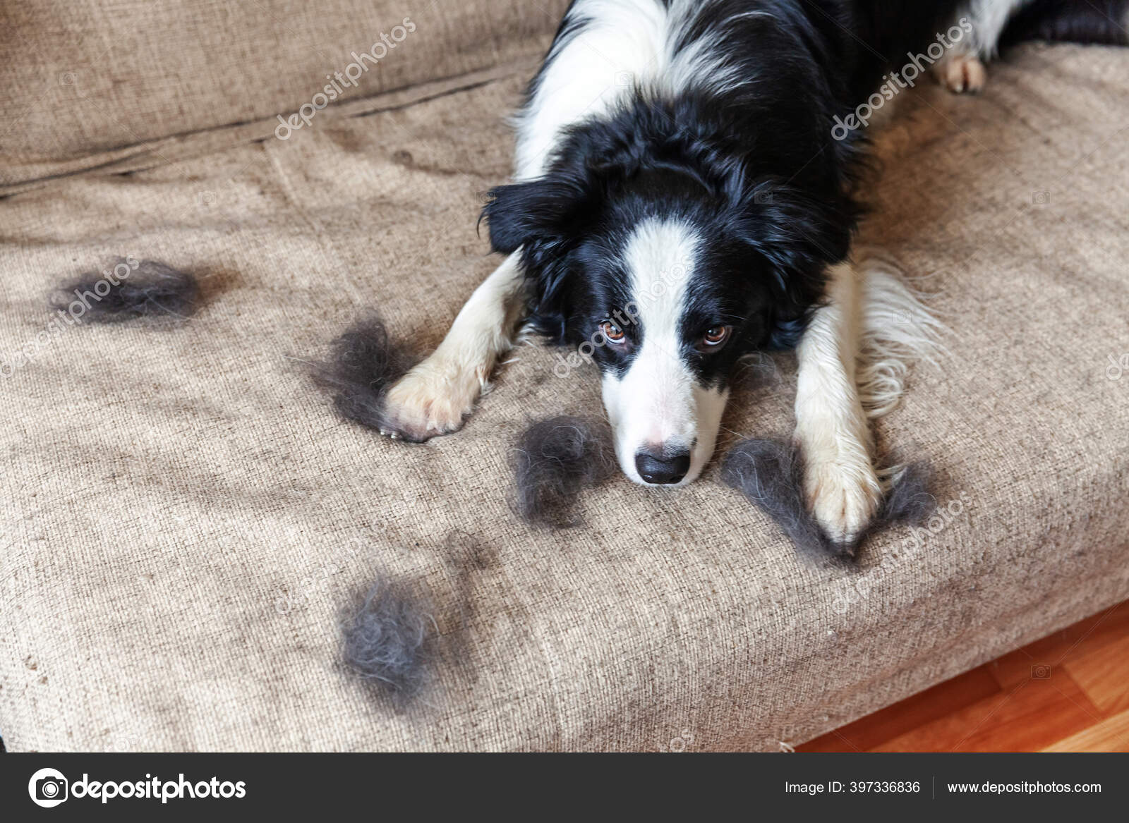 ontwikkelen Riskant Correlaat Funny Portrait Cute Puppy Dog Border Collie Fur Moulting Lying Stock Photo  by ©Luljo 397336836