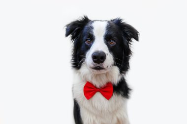 Komik bir köpek yavrusu portresi papyonlu çoban köpeği beyaz arka planda izole edilmiş bir beyefendi ya da damat. Ailenin yeni sevimli üyesi küçük köpek kameraya bakıyor. Komik hayvan hayvan yaşam konsepti