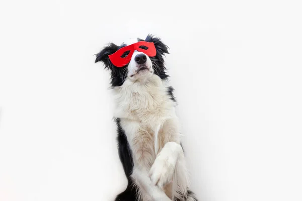 Retrato Estúdio Engraçado Bonito Sorriso Cão Fronteira Collie Traje Super — Fotografia de Stock