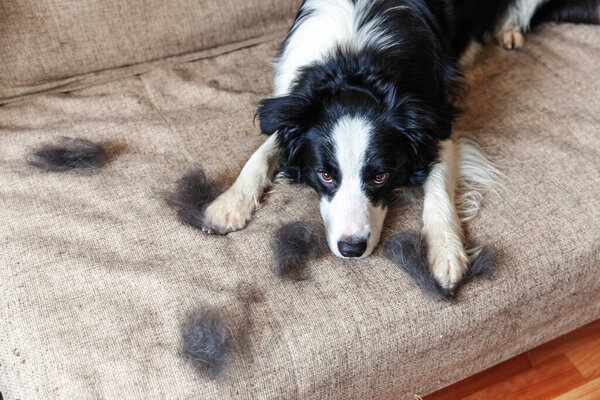 Funny portrait of cute puppy dog border collie with fur in moulting lying down on couch. Furry little dog and wool in annual spring or autumn molt at home indoor. Pet hygiene allergy grooming concept