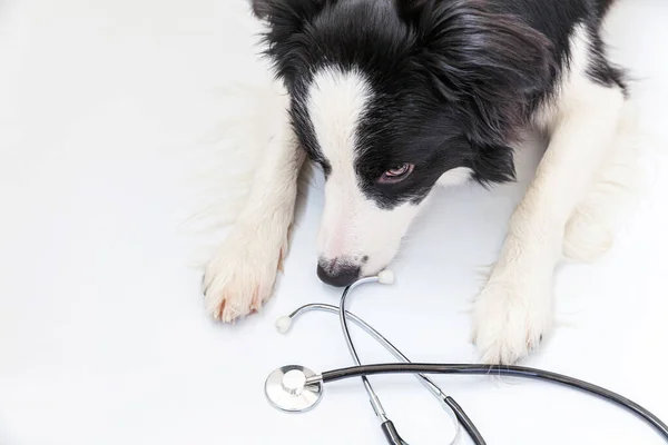 Puppy σκυλί σύνορα κόλλεϊ και στηθοσκόπιο απομονώνονται σε λευκό φόντο. Ένα σκυλάκι στη ρεσεψιόν του κτηνιατρικού γιατρού στην κλινική βετεράνων. Έννοια της υγειονομικής περίθαλψης και των ζώων συντροφιάς. — Φωτογραφία Αρχείου