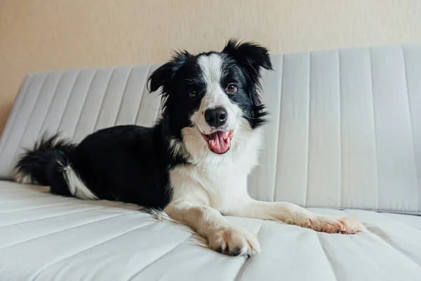 Divertente ritratto di simpatico cane cucciolo sorridente confine collie sul divano al chiuso. Nuovo bel membro della famiglia cagnolino a casa guardando e aspettando. Cura degli animali e concetto di animali. — Foto Stock