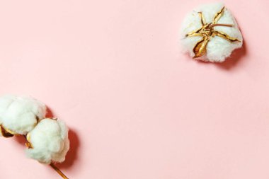 Pembe pastel arka planda izole edilmiş beyaz pamuk çiçekleriyle basit bir tasarım. Kumaş yumuşaklığı doğal organik tarım alerjisi konsepti