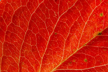 Kapanış sonbaharı, kırmızı turuncu ağaç yaprağının makro desen görüntüsü. İlham verici doğa Ekim ya da Eylül duvar kağıdı arka planı. Mevsimler değişti. Yaklaş, seçici odaklanma