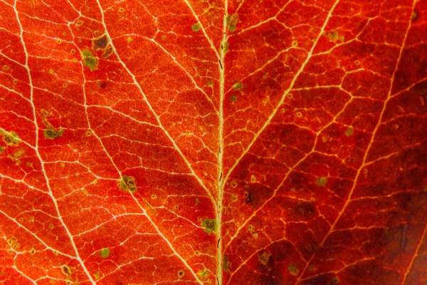 Närbild Höst Faller Extrem Makro Konsistens Syn Röda Apelsin Träblad — Stockfoto