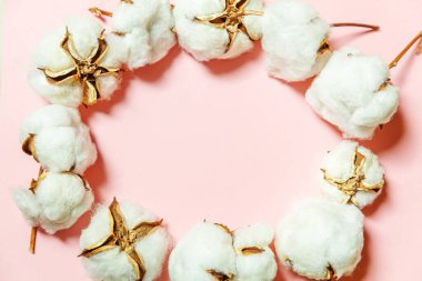 Pembe pastel arka planda izole edilmiş beyaz pamuk çiçekleriyle basit bir tasarım. Kumaş yumuşaklığı doğal organik tarım alerjisi konsepti