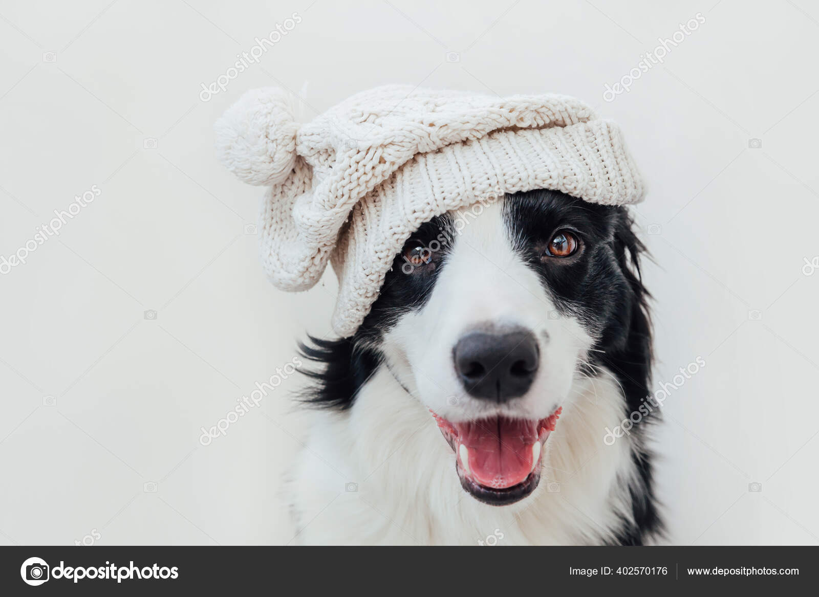 Funny cute puppy dog border collie wearing warm clothes scarf