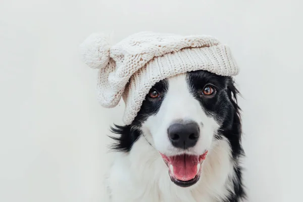 Divertido Retrato Estudio Lindo Perro Sonriente Frontera Collie Con Ropa — Foto de Stock