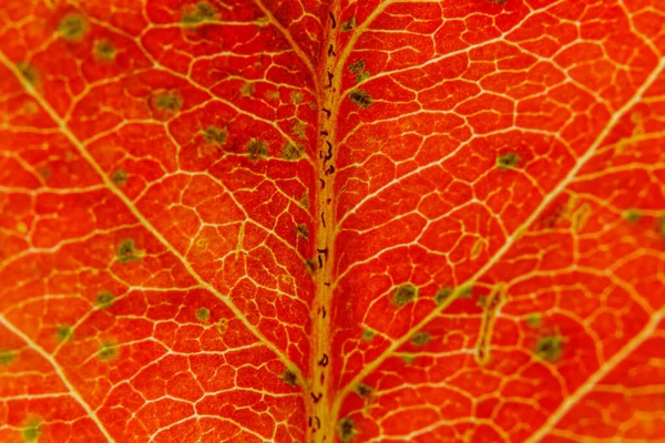 Nahaufnahme Herbst Herbst Extreme Makrotextur Ansicht Der Roten Orangen Holzblatt — Stockfoto