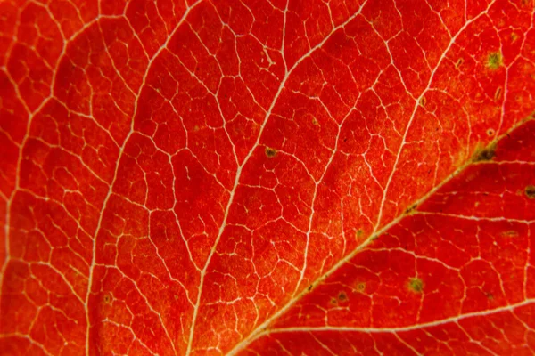 Detailní Podzim Podzim Extrémní Makrotextura Pohled Červené Oranžové Dřevo List — Stock fotografie