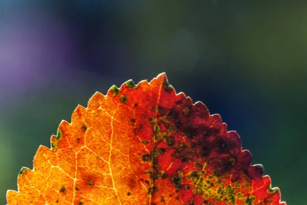 Nahaufnahme Natürliche Herbst Herbst Makro Ansicht Der Roten Orangen Blatt — Stockfoto