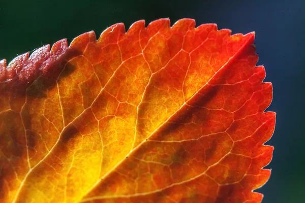 Nahaufnahme Natürliche Herbst Herbst Makro Ansicht Der Roten Orangen Blatt — Stockfoto