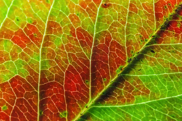 Closeup Outono Queda Extrema Macro Textura Vista Vermelho Laranja Verde — Fotografia de Stock